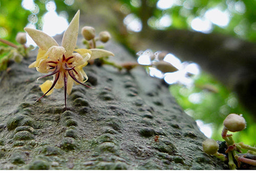Photo of cocoa tree in flower