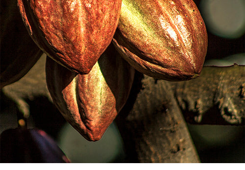 photo of 3 cocoa pods