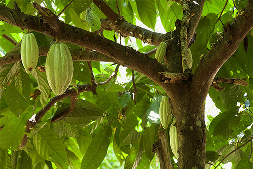 photo of cocoa tree with green cocoa pods